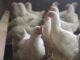 Salud detecta primer caso humano en México de influenza aviar A(H5N1)